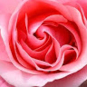 Meet your Posher, Dena